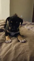 Ghostface , a female American Staffordshire Terrier and Miniature Pinscher for sale in Staten Island, NY – 1 of 8