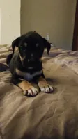 Ghostface , a female American Staffordshire Terrier and Miniature Pinscher for sale in Staten Island, NY – 2 of 8