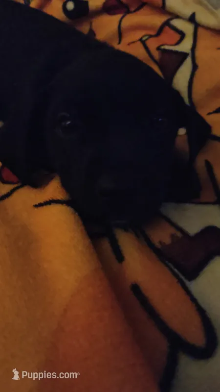Mittens  – American Staffordshire Terrier, Miniature Pinscher puppy for sale in Staten Island, NY