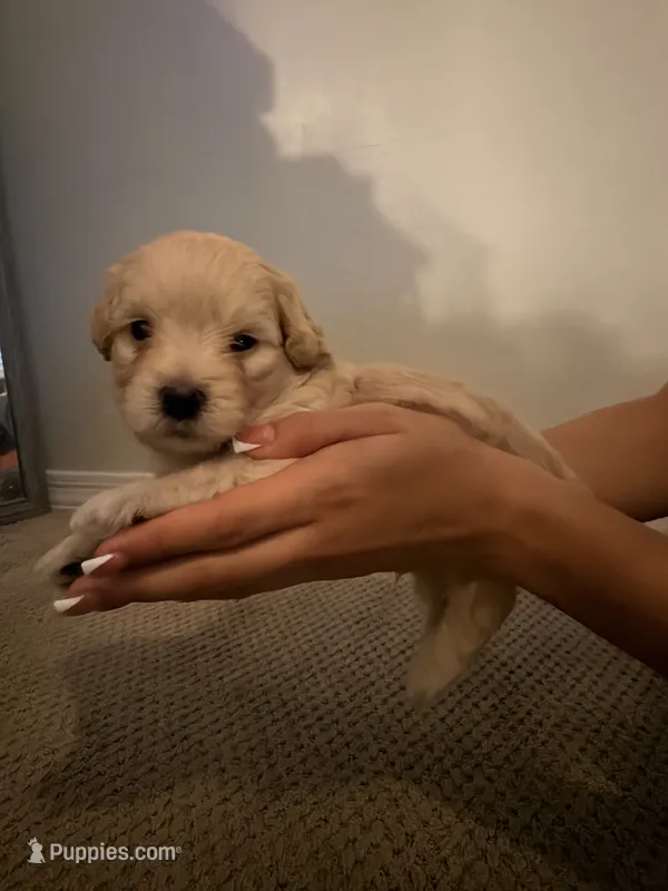 Apple – Maltipoo puppy for sale in Glendale, AZ