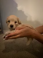 Apple, a male Maltipoo for sale in Glendale, AZ – 5 of 7