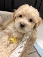 Banana , a male Maltipoo for sale in Glendale, AZ – 8 of 8