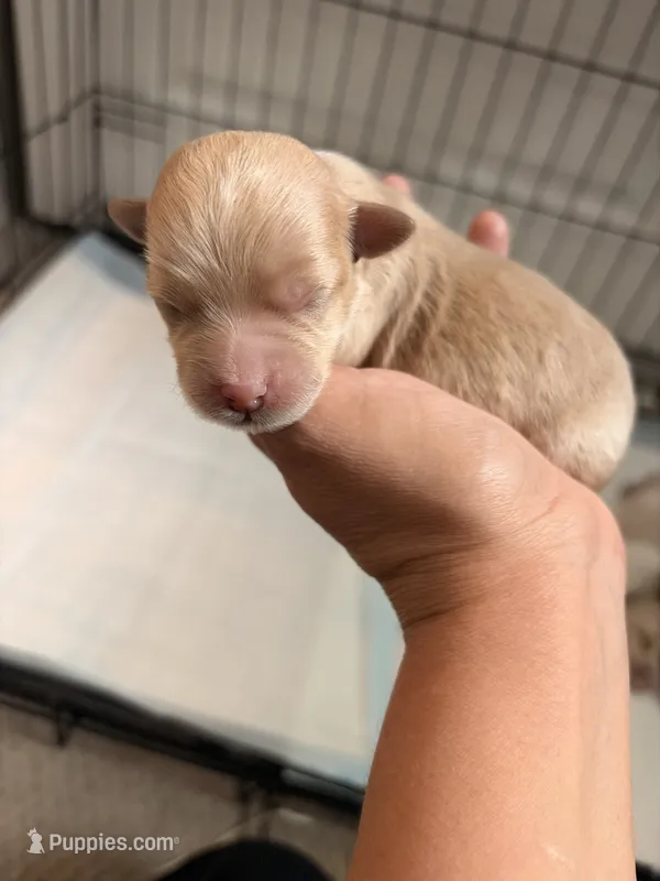 Apple – Maltipoo puppy for sale in Glendale, AZ