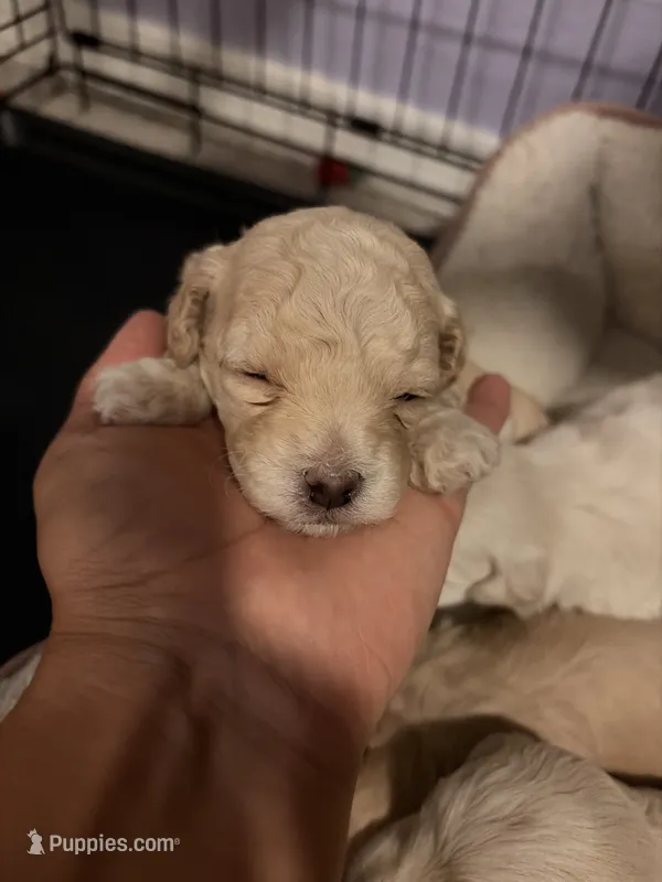 Banana  – Maltipoo puppy for sale in Glendale, AZ