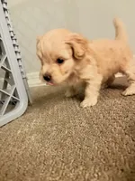 Apple, a male Maltipoo for sale in Glendale, AZ – 4 of 7