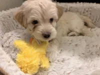 Berry, a male Maltipoo for sale in Glendale, AZ – 2 of 7