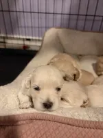 Dragon fruit , a female Maltipoo for sale in Glendale, AZ – 2 of 2