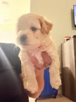 Apple, a male Maltipoo for sale in Glendale, AZ – 3 of 7
