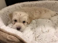 Berry, a male Maltipoo for sale in Glendale, AZ – 3 of 7