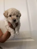 Banana , a male Maltipoo for sale in Glendale, AZ – 1 of 5
