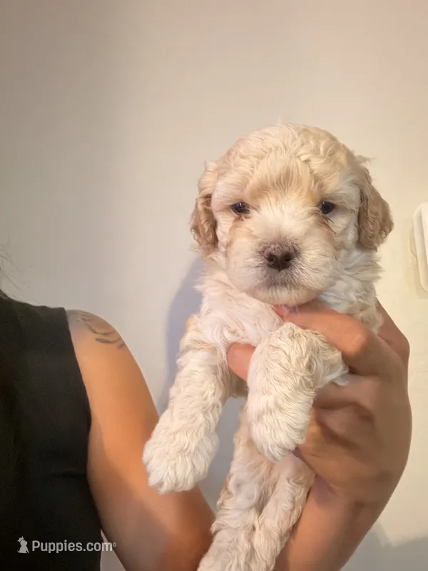 Banana  – Maltipoo puppy for sale in Glendale, AZ
