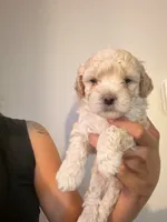 Banana , a male Maltipoo for sale in Glendale, AZ – 2 of 5