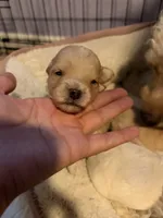 Apple, a male Maltipoo for sale in Glendale, AZ – 2 of 2