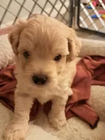 Apple, a male Maltipoo for sale in Glendale, AZ – 2 of 7