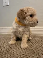 Banana , a male Maltipoo for sale in Glendale, AZ – 3 of 5
