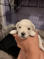 Dragon fruit , a female Maltipoo for sale in Glendale, AZ – 1 of 2