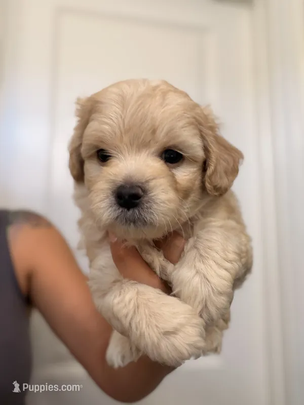 Apple – Maltipoo puppy for sale in Glendale, AZ