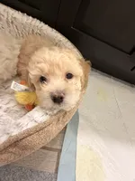 Banana , a male Maltipoo for sale in Glendale, AZ – 6 of 8