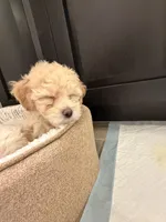 Banana , a male Maltipoo for sale in Glendale, AZ – 7 of 8