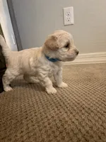 Berry, a male Maltipoo for sale in Glendale, AZ – 2 of 4