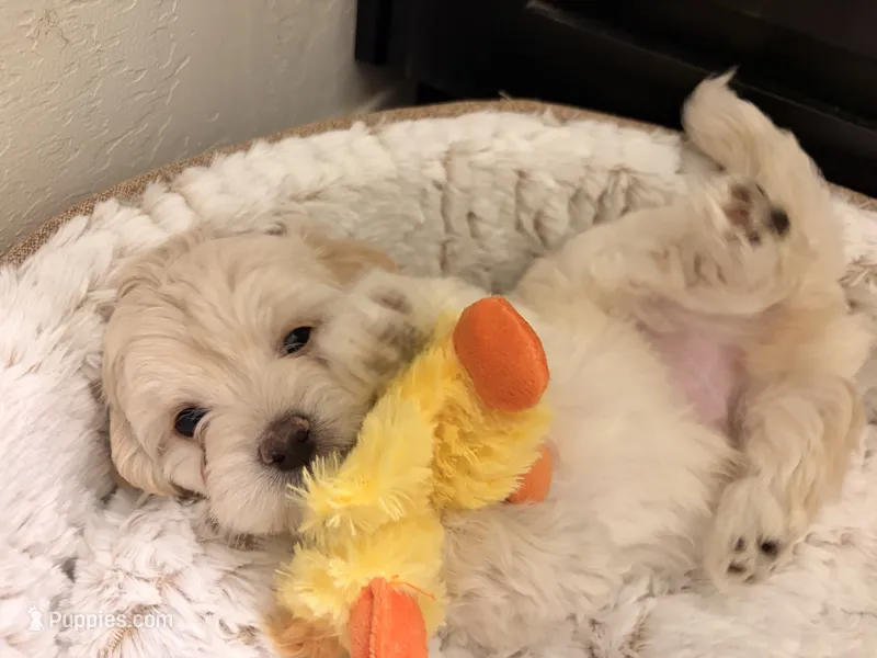 Berry – Maltipoo puppy for sale in Glendale, AZ