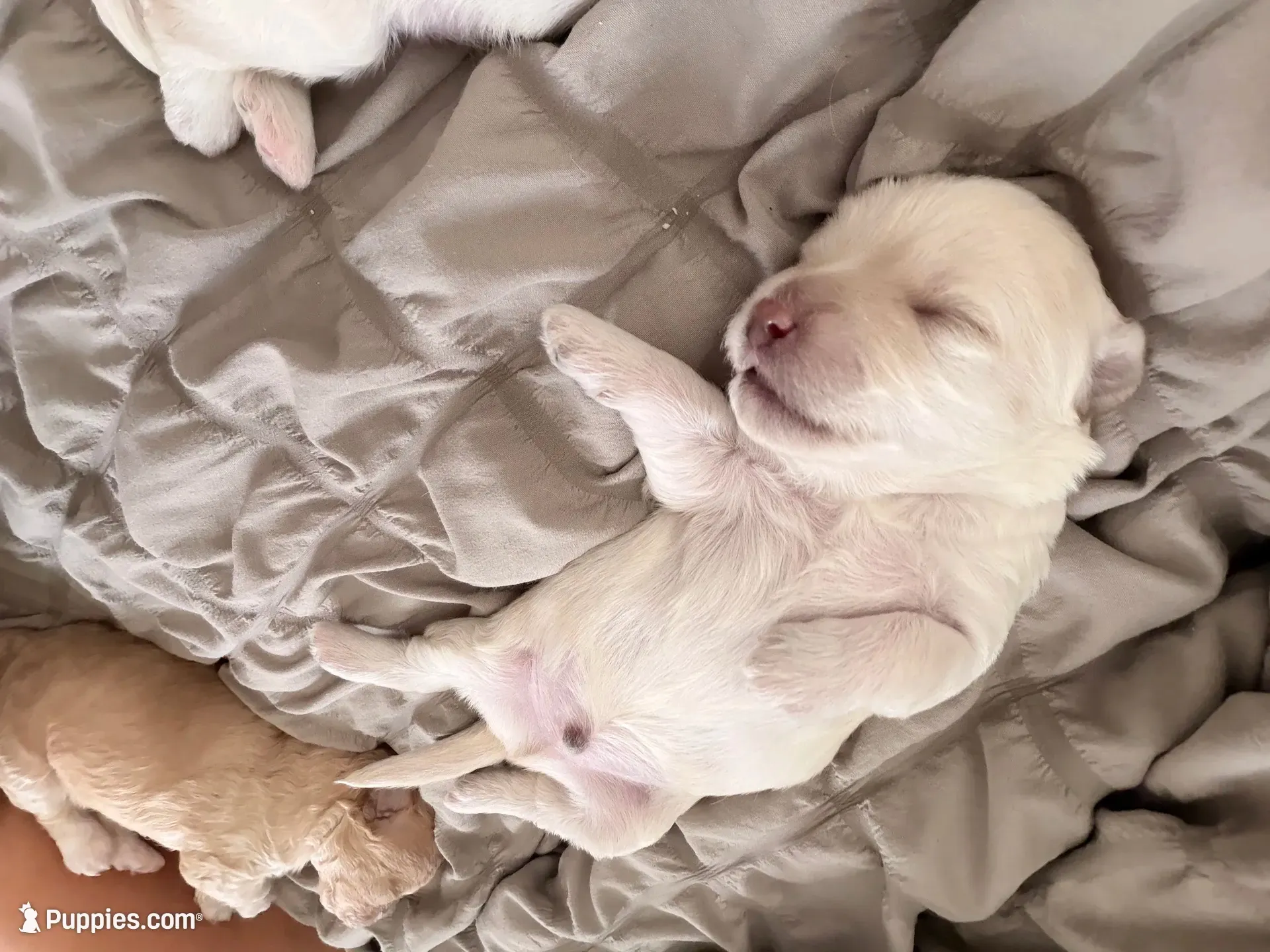 Berry, a male Maltipoo for sale in Glendale, AZ – 2 of 2