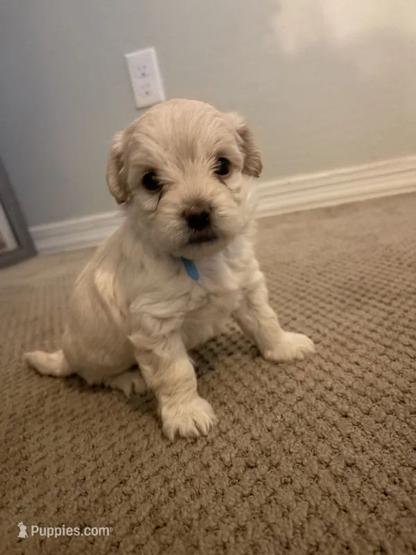 Berry – Maltipoo puppy for sale in Glendale, AZ