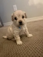Berry, a male Maltipoo for sale in Glendale, AZ – 1 of 4