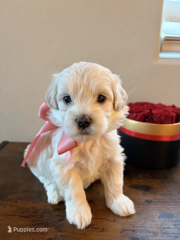 Dragon fruit  – Maltipoo puppy for sale in Glendale, AZ