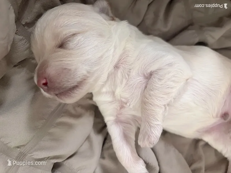 Berry – Maltipoo puppy for sale in Glendale, AZ