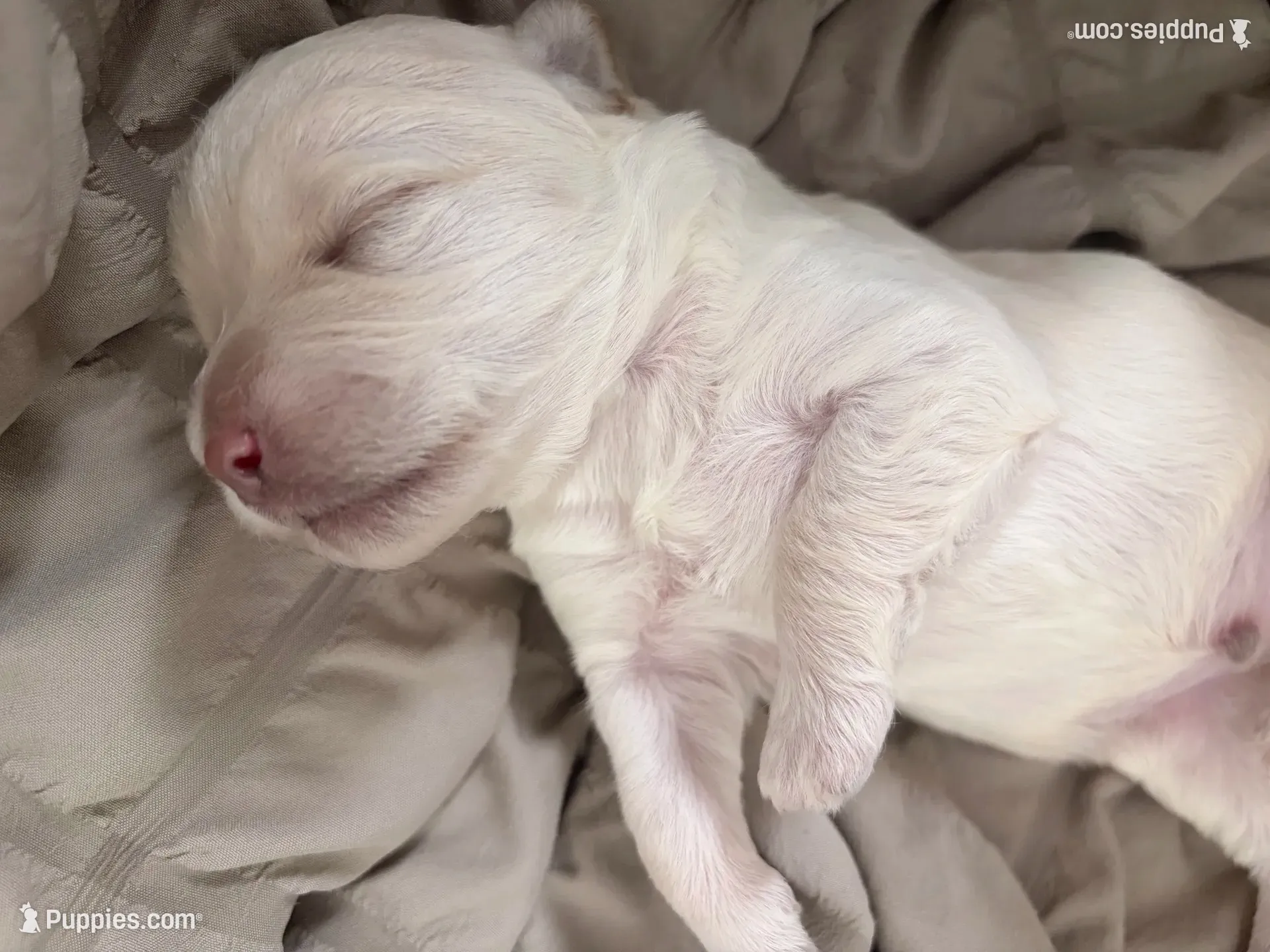 Berry, a male Maltipoo for sale in Glendale, AZ – 1 of 2
