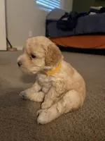 Banana , a male Maltipoo for sale in Glendale, AZ – 4 of 5