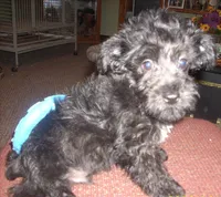 Milo (New Photos), a male Miniature Schnauzer and Poodle - Toy  for sale in Rudd, IA – 4 of 5