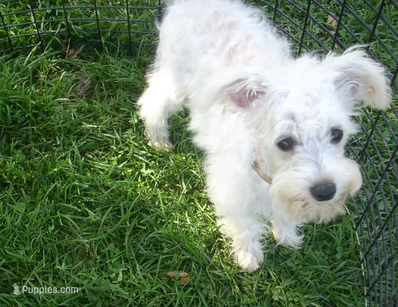 trixie – Miniature Schnauzer, Poodle - Toy  puppy for sale in Rudd, IA