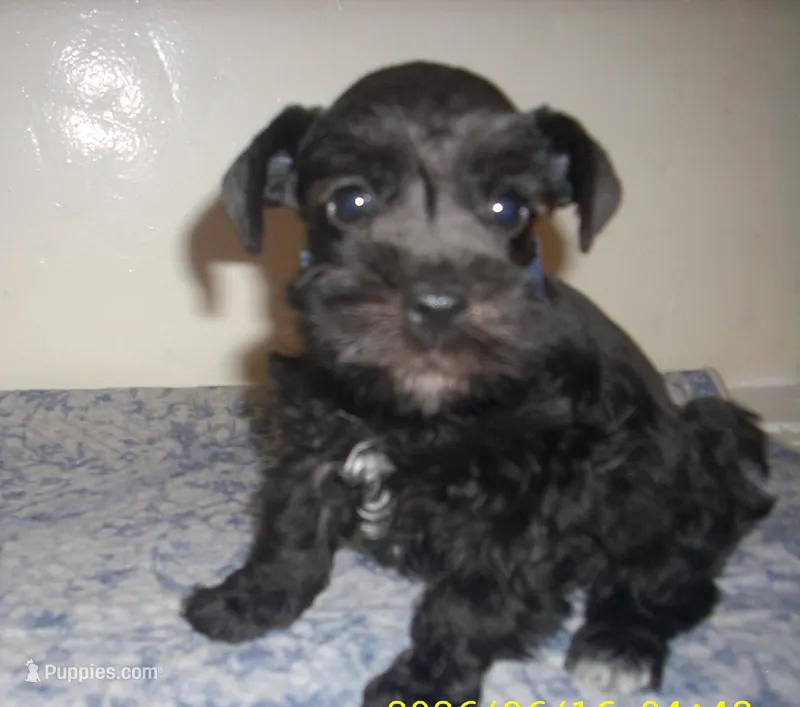 Kodak – Miniature Schnauzer puppy for sale in Rudd, IA