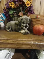 Archie, a male Miniature Schnauzer for sale in Rudd, IA – 2 of 4
