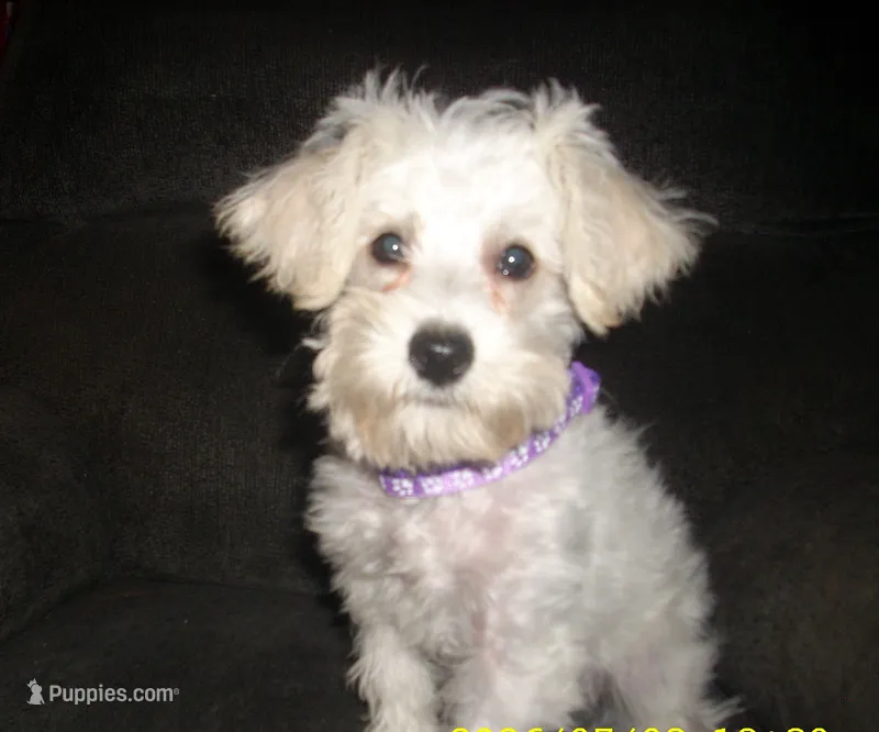 Belle – Schnoodle, Poodle - Toy  puppy for sale in Rudd, IA