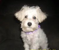 Belle, a female Miniature Schnauzer and Poodle - Toy  for sale in Rudd, IA – 1 of 5