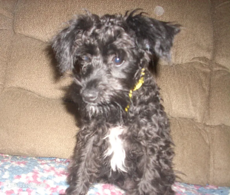 Boomer (reduced) – Schnoodle puppy for sale in Rudd, IA