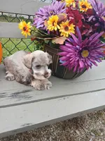 Annie, a female Miniature Schnauzer for sale in Rudd, IA – 3 of 3