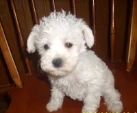 trixie, a female Miniature Schnauzer and Poodle - Toy  for sale in Rudd, IA – 5 of 5