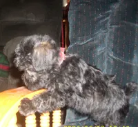Sadie (New Photos), a female Miniature Schnauzer and Poodle - Toy  for sale in Rudd, IA – 2 of 5