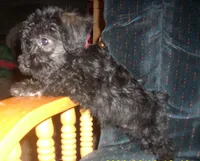 Sadie (New Photos), a female Miniature Schnauzer and Poodle - Toy  for sale in Rudd, IA – 3 of 5
