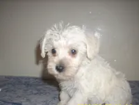 Belle, a female Miniature Schnauzer for sale in Rudd, IA – 3 of 3