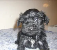 Milo, a male Schnoodle for sale in Rudd, IA – 1 of 2