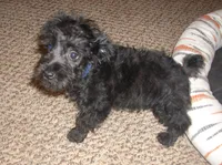 Mickey, a male Miniature Schnauzer and Poodle - Toy  for sale in Rudd, IA – 6 of 6