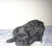 Kodak, a male Miniature Schnauzer for sale in Rudd, IA – 2 of 3