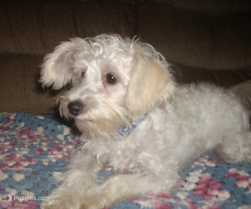 Belle (reduced) – Miniature Schnauzer, Poodle - Toy  puppy for sale in Rudd, IA