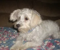 Belle  , a female Schnoodle for sale in Rudd, IA – 3 of 7