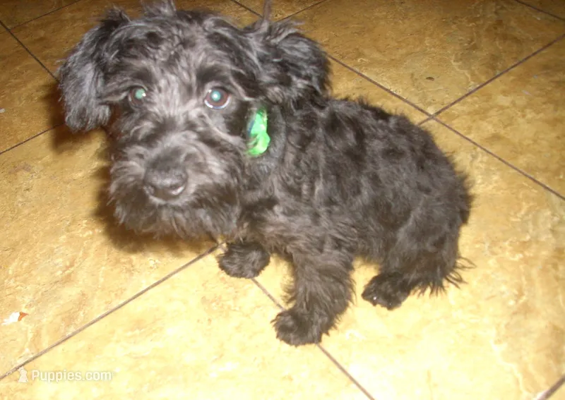 Milo  – Miniature Schnauzer, Poodle - Toy  puppy for sale in Rudd, IA